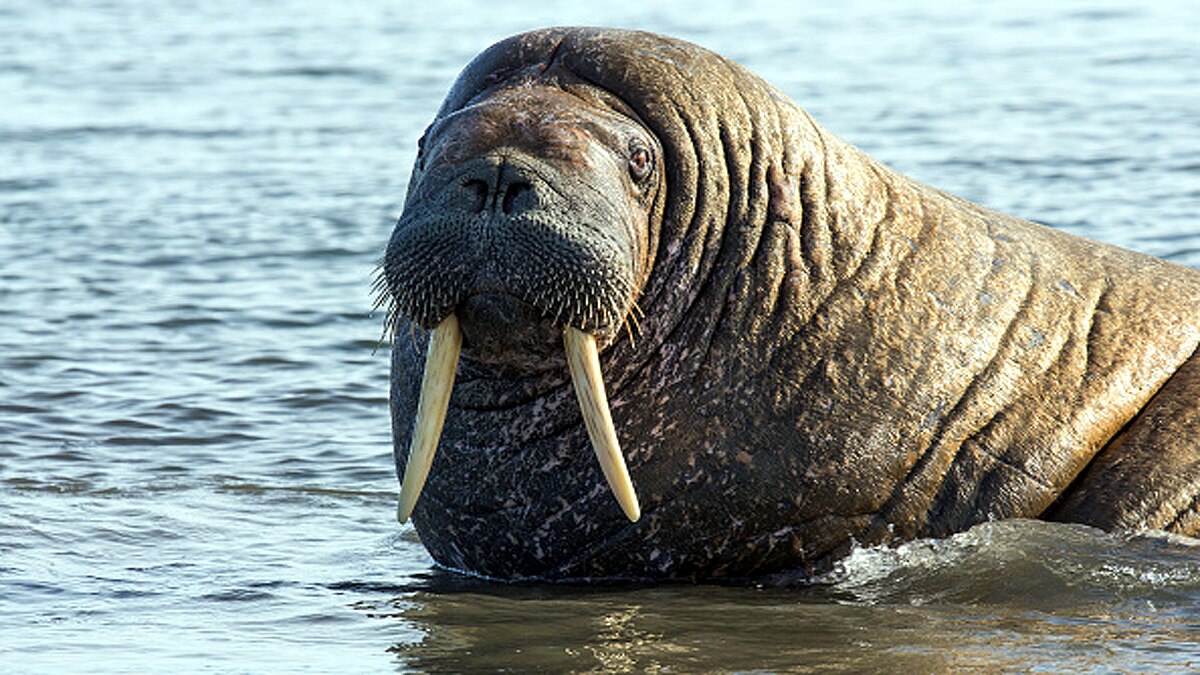 Arctic Walrus Reached Irelands