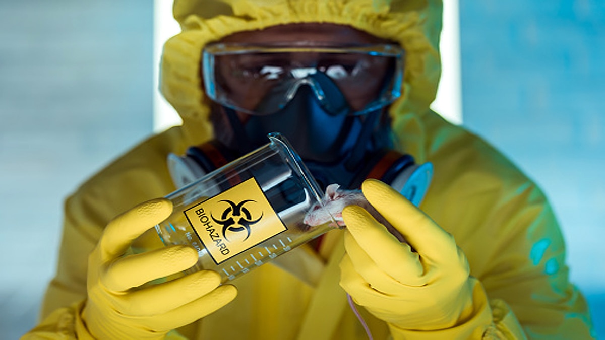 Rat Plague Australia Mouse Poo