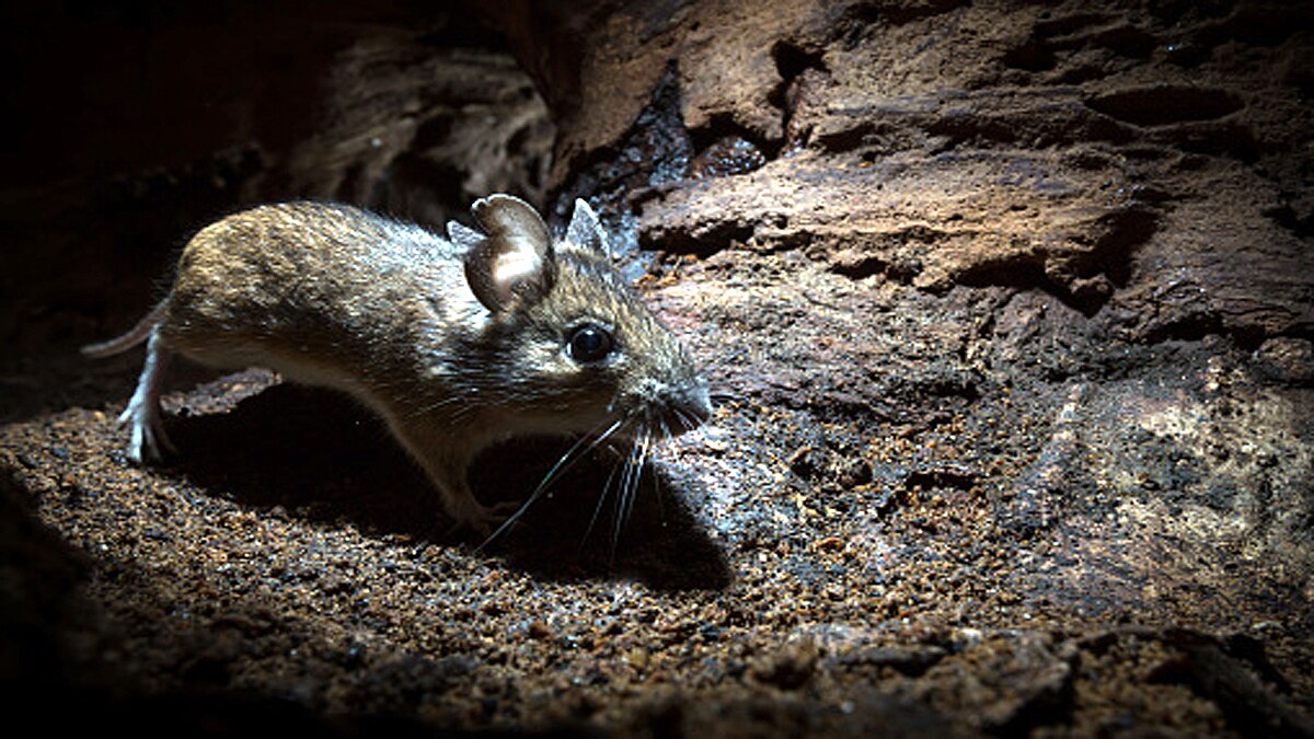 Rat Plague Australia Mouse Poo