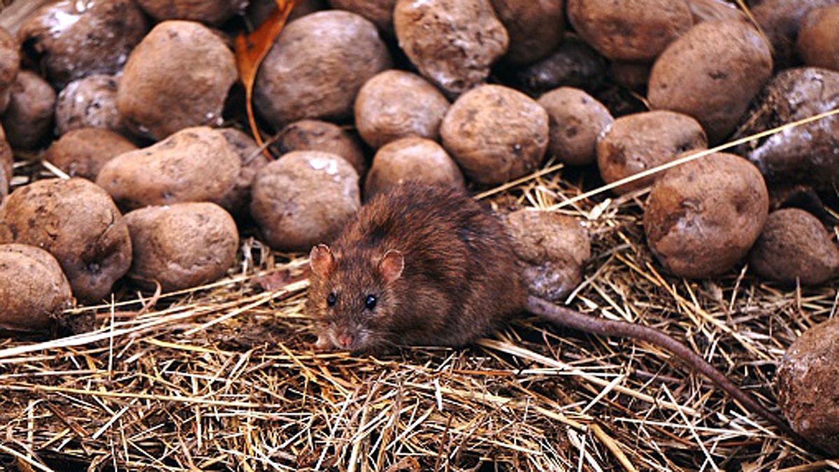 Rat Plague Australia Mouse Poo