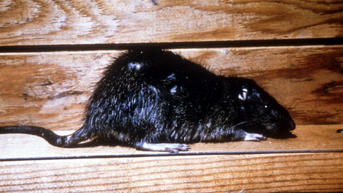 Rat Plague Australia Mouse Poo