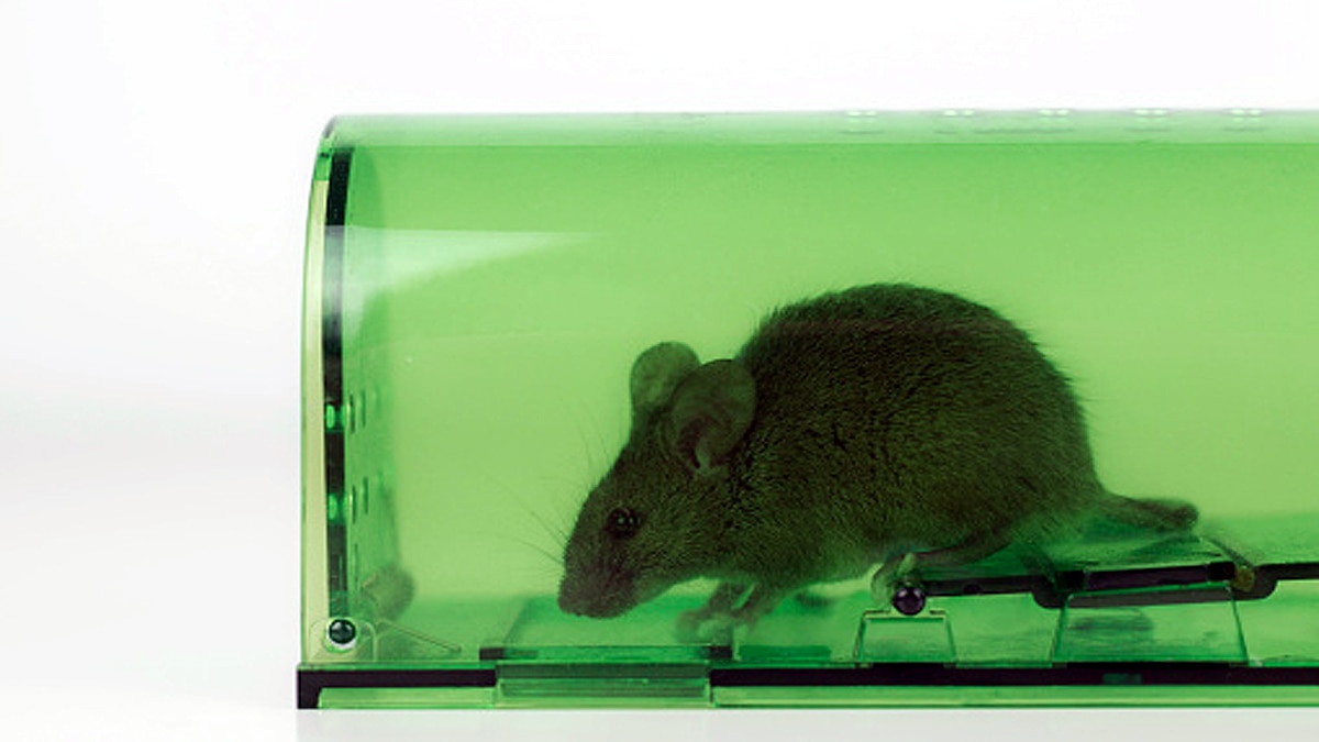 Rat Plague Australia Mouse Poo