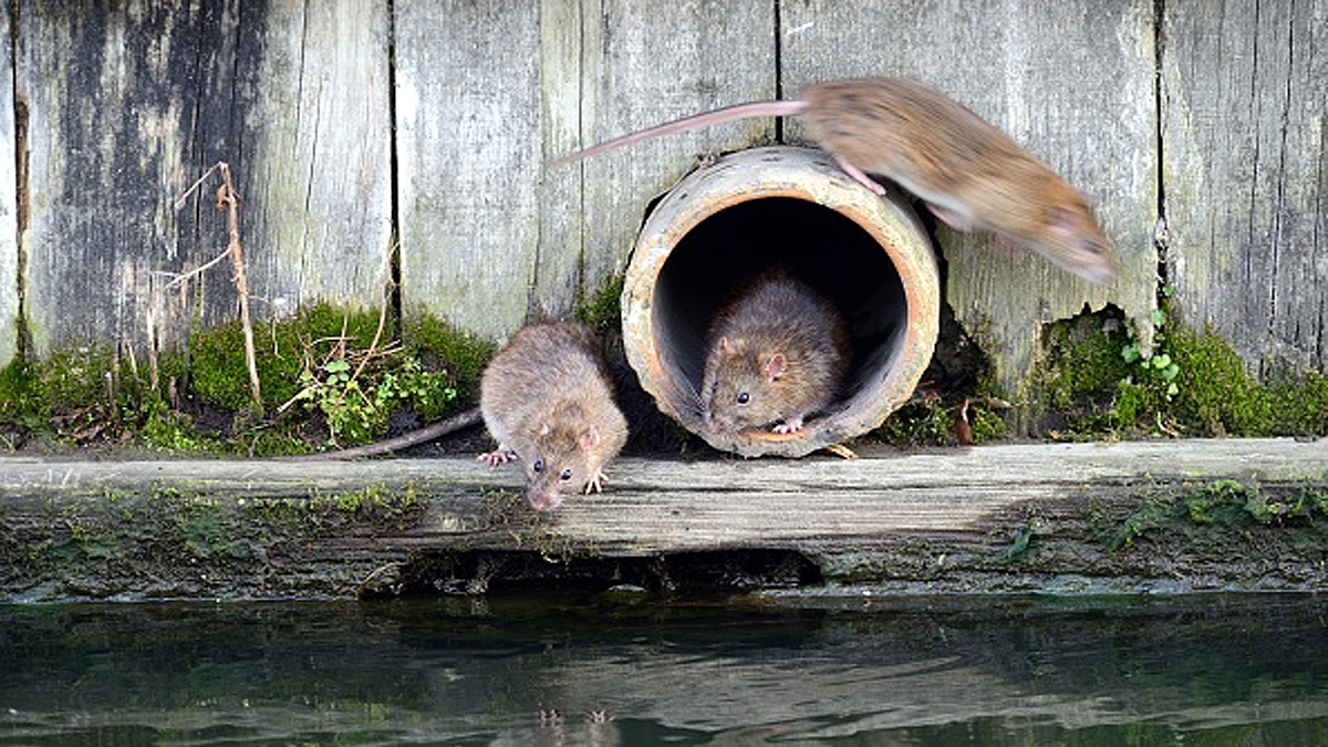 Rat Plague Australia Mouse Poo