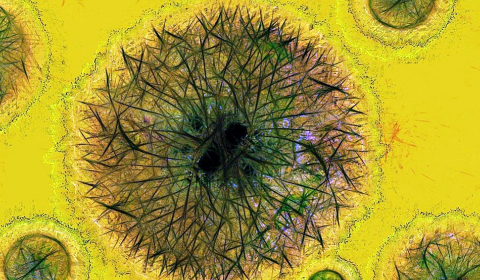 पानी को शुद्ध करता है