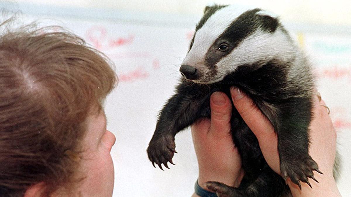 Stop New Culling Licenses for Badgers