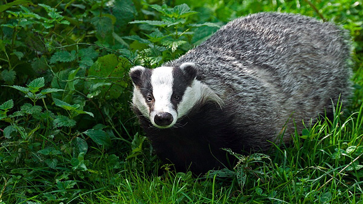Stop New Culling Licenses for Badgers