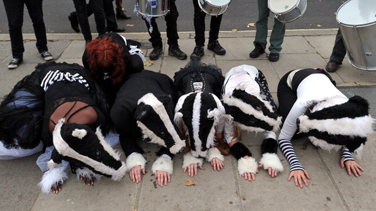 Stop New Culling Licenses for Badgers