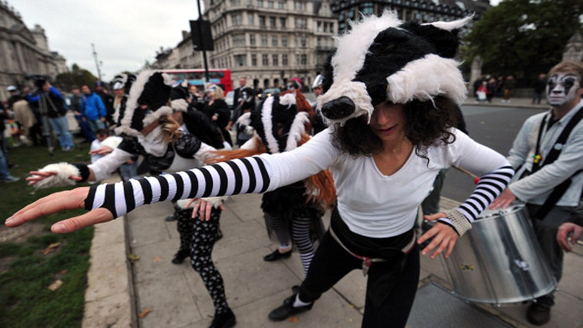 Stop New Culling Licenses for Badgers