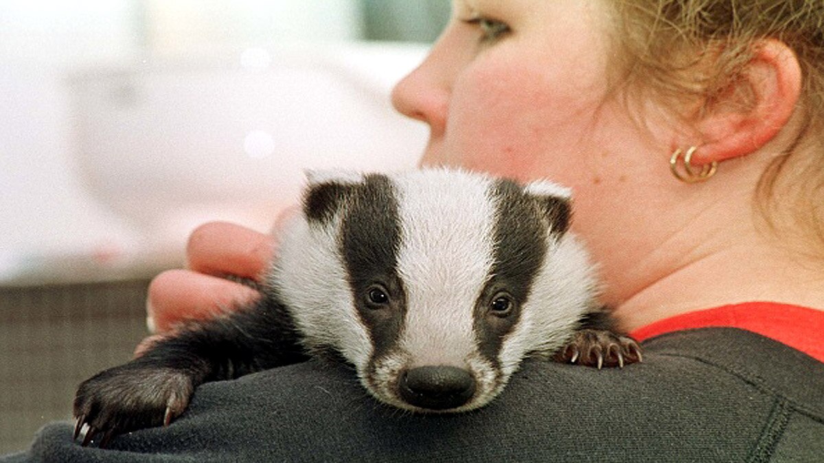Stop New Culling Licenses for Badgers