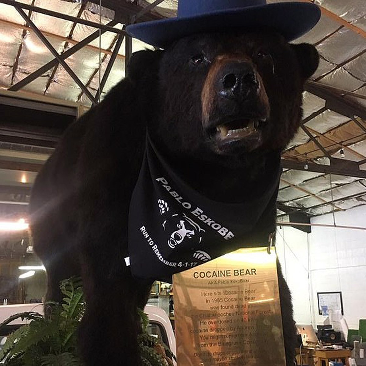 कोकेन भालू