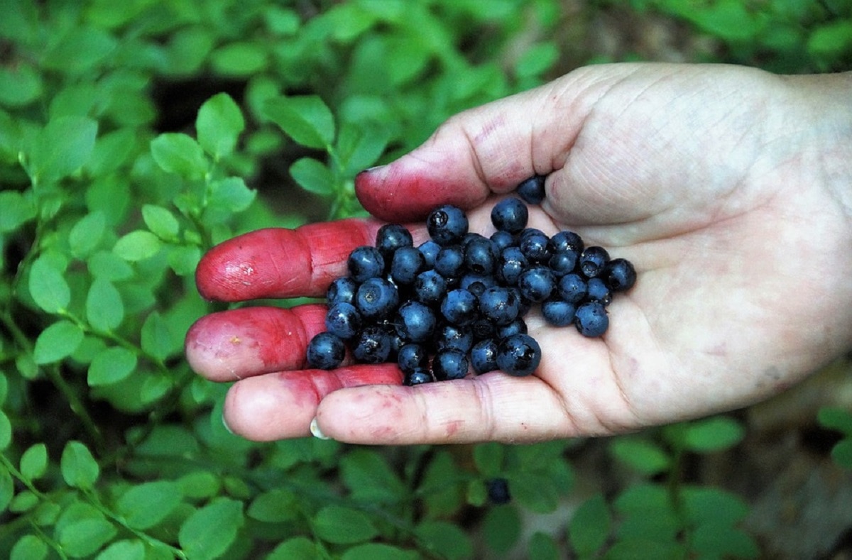 एल्डरबैरी