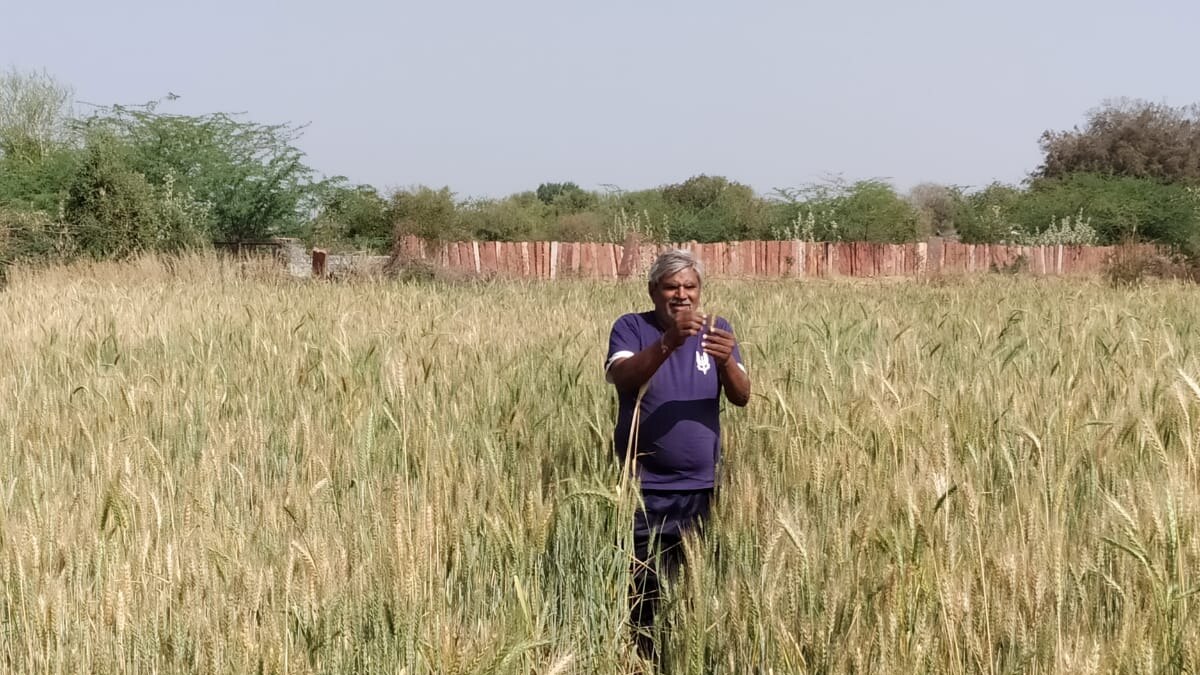 तैयार हो रही बैंगनी, काले और हरे रंग के गेहूं की फसल.