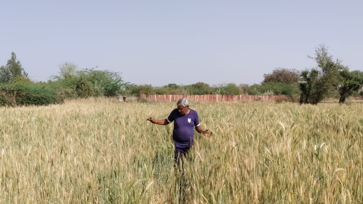 तैयार हो रही बैंगनी, काले और हरे रंग के गेहूं की फसल.