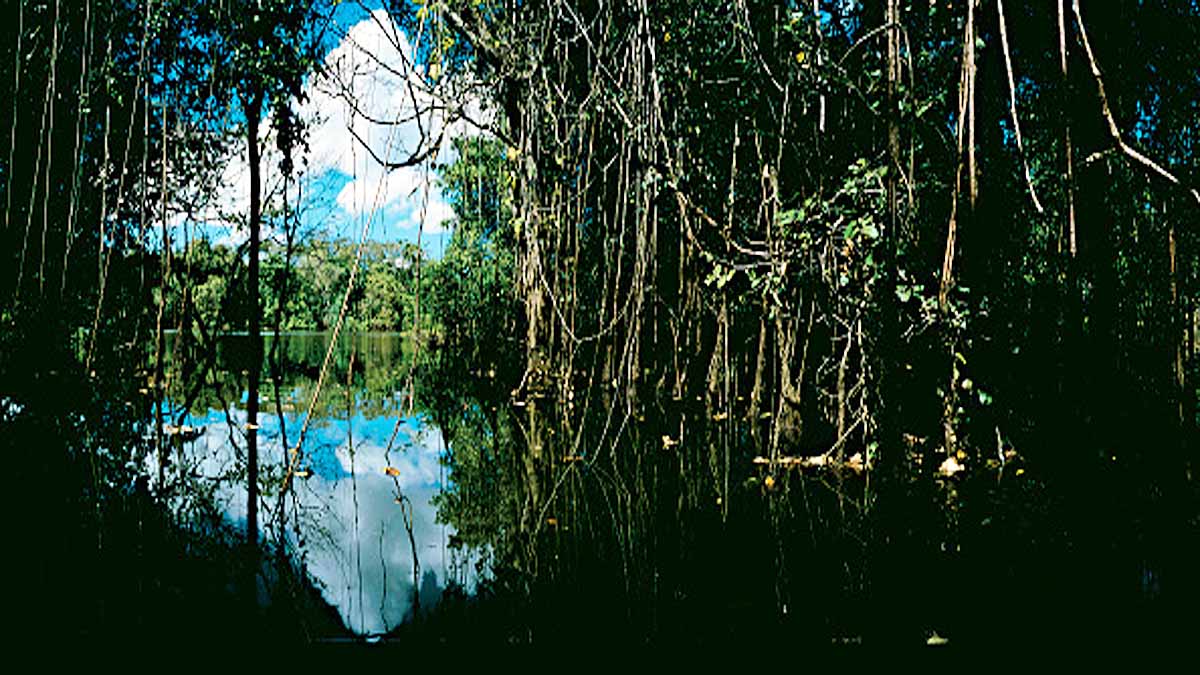 Premature Births in Brazilian Amazon