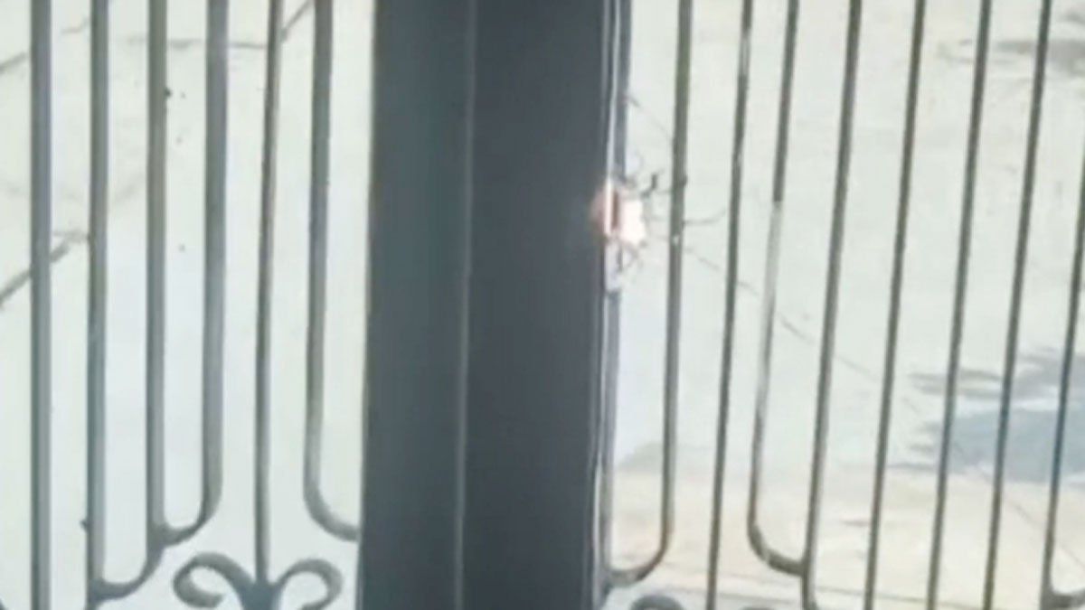 भैंस के दूध ने कराया बवाल