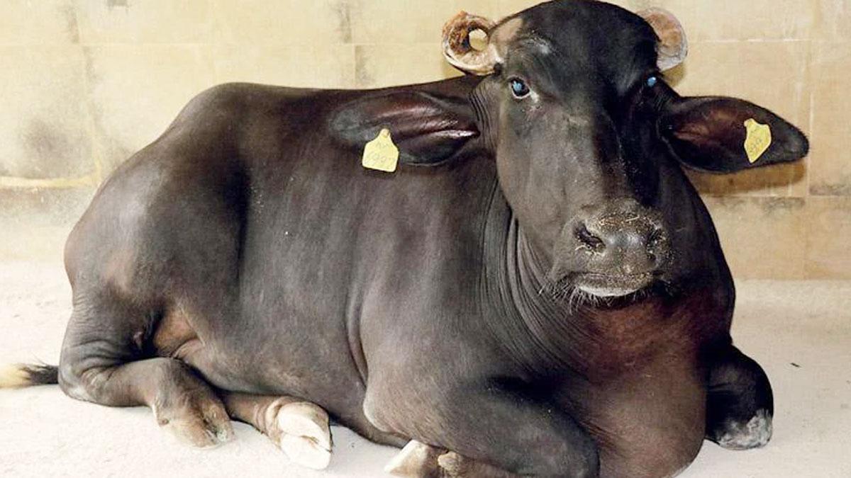 (Photo: India Today Group/Bhupesh Kesharwani)