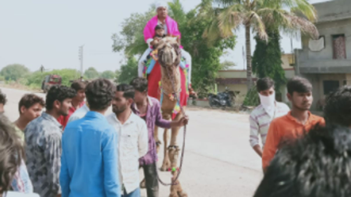 कोरोना के डर से दूल्हे ने ऊंट पर चढ़ कर निकाली बारात (फोटो-रोहिदास हातागले)