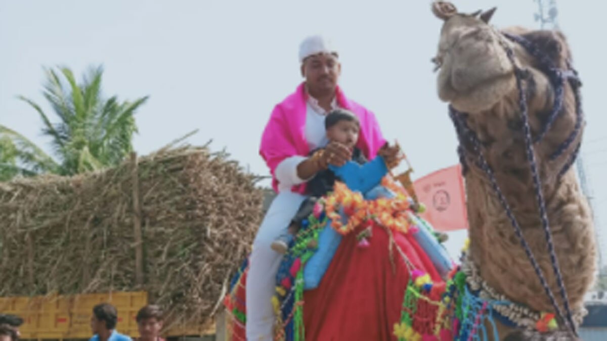 कोरोना के डर से दूल्हे ने ऊंट पर चढ़ कर निकाली बारात (फोटो-रोहिदास हातागले)