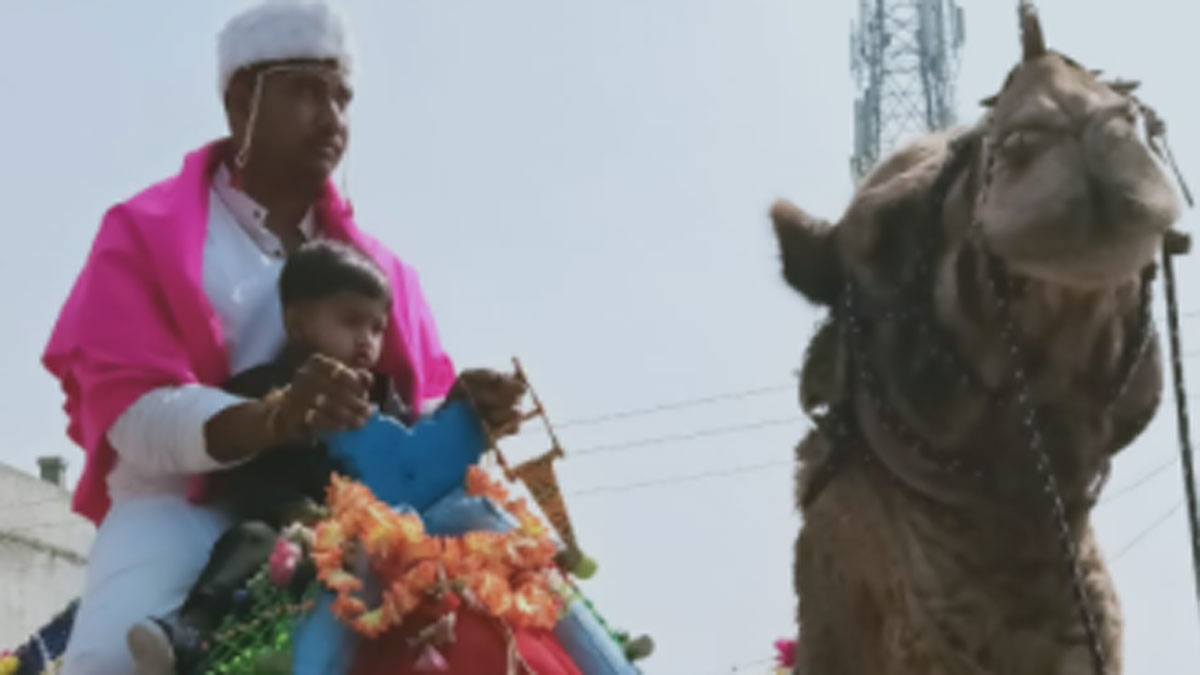 कोरोना के डर से दूल्हे ने ऊंट पर चढ़ कर निकाली बारात (फोटो-रोहिदास हातागले)