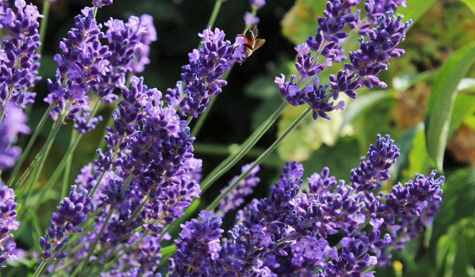 कैंसर से लड़ने में मदद