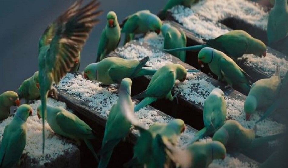 बर्डमैन के नाम से मशहूर है ये शख्स