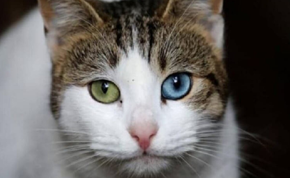 उड़ते विमान में बिल्ली ने पायलट पर किया हमला