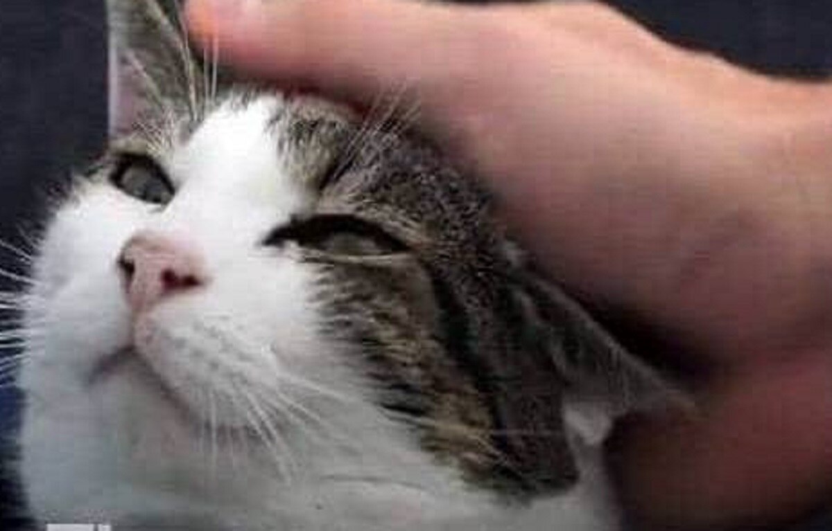 उड़ते विमान में बिल्ली ने पायलट पर किया हमला