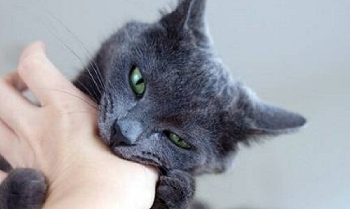 उड़ते विमान में बिल्ली ने पायलट पर किया हमला