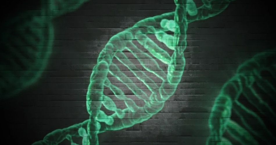 ट्रांसलोकेशन