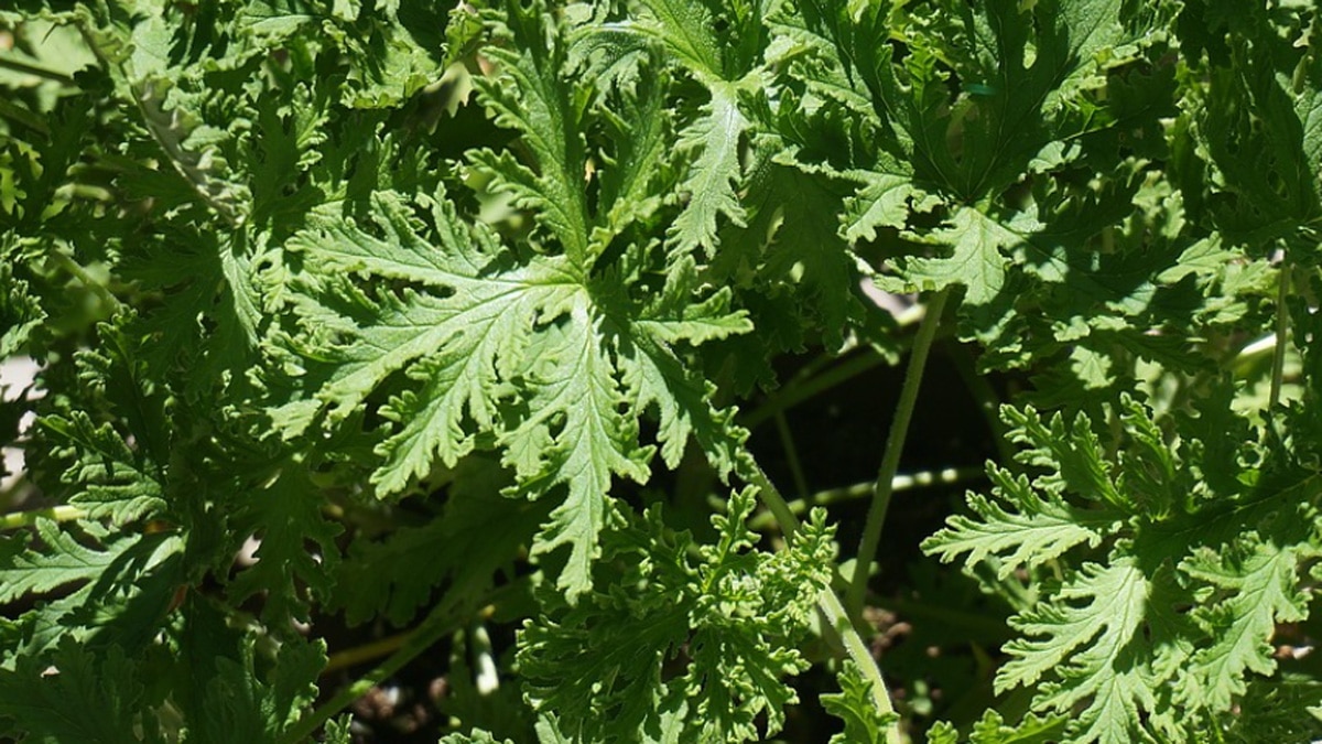 सिट्रोनेला ग्रास