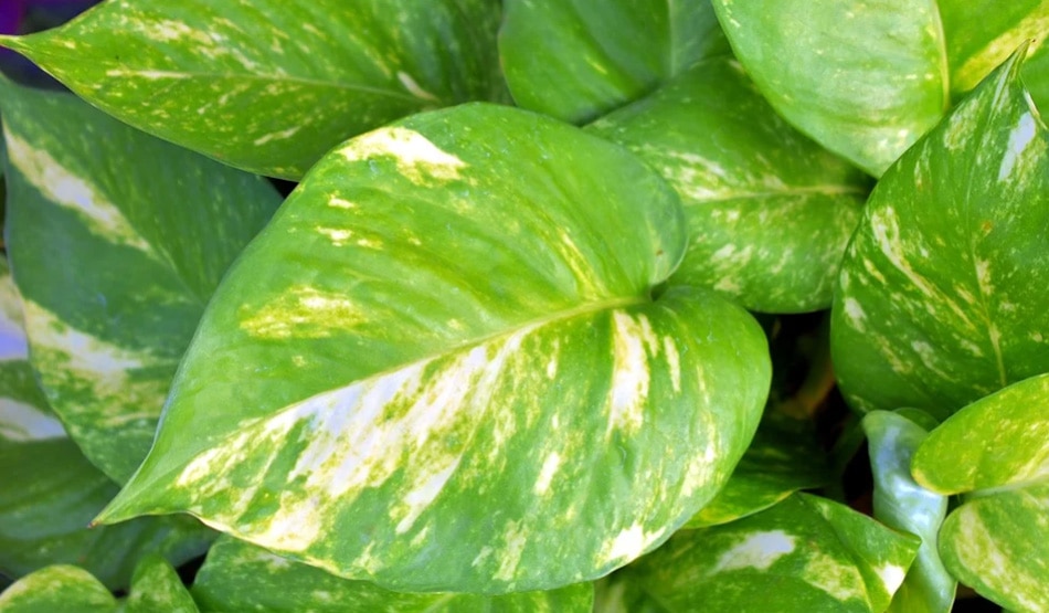 एकाग्रता बढ़ाने में मदद