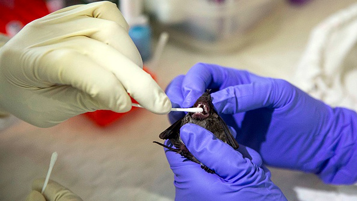 WHO Coronavirus Pandemic Origin