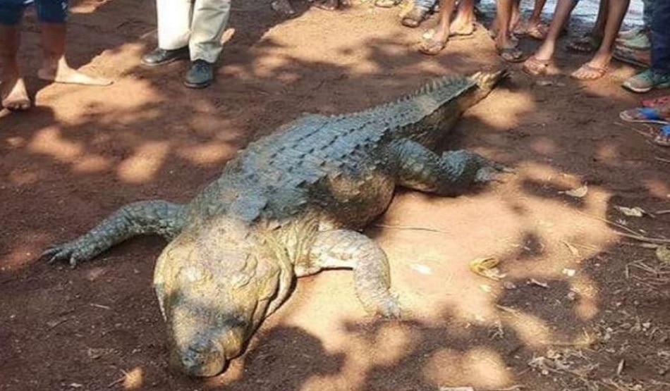 लापता हुआ आदमखोर मगरमच्छ