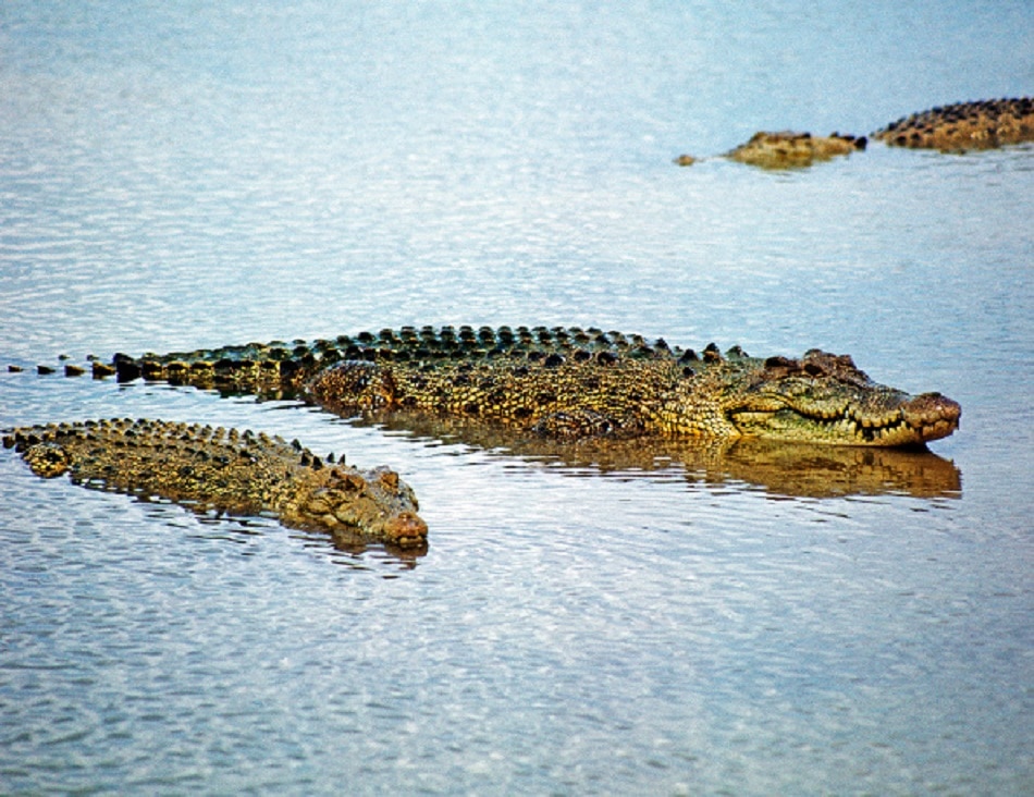 Crocodile 