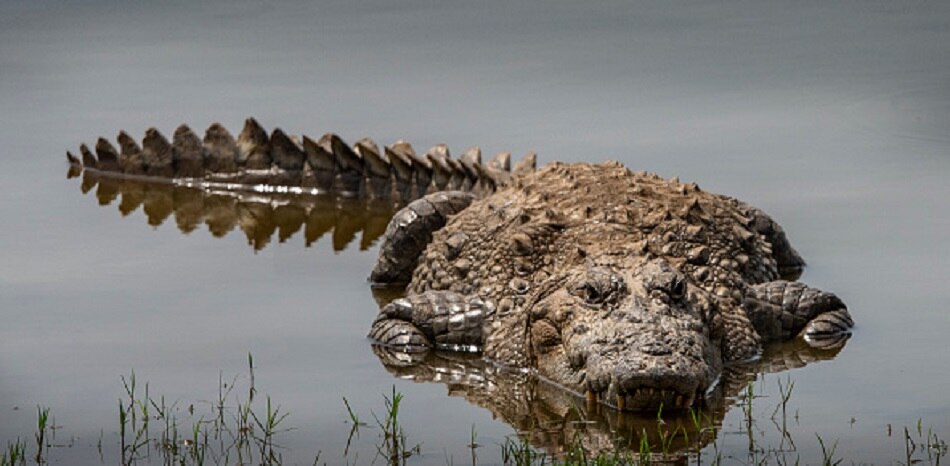 Crocodile 