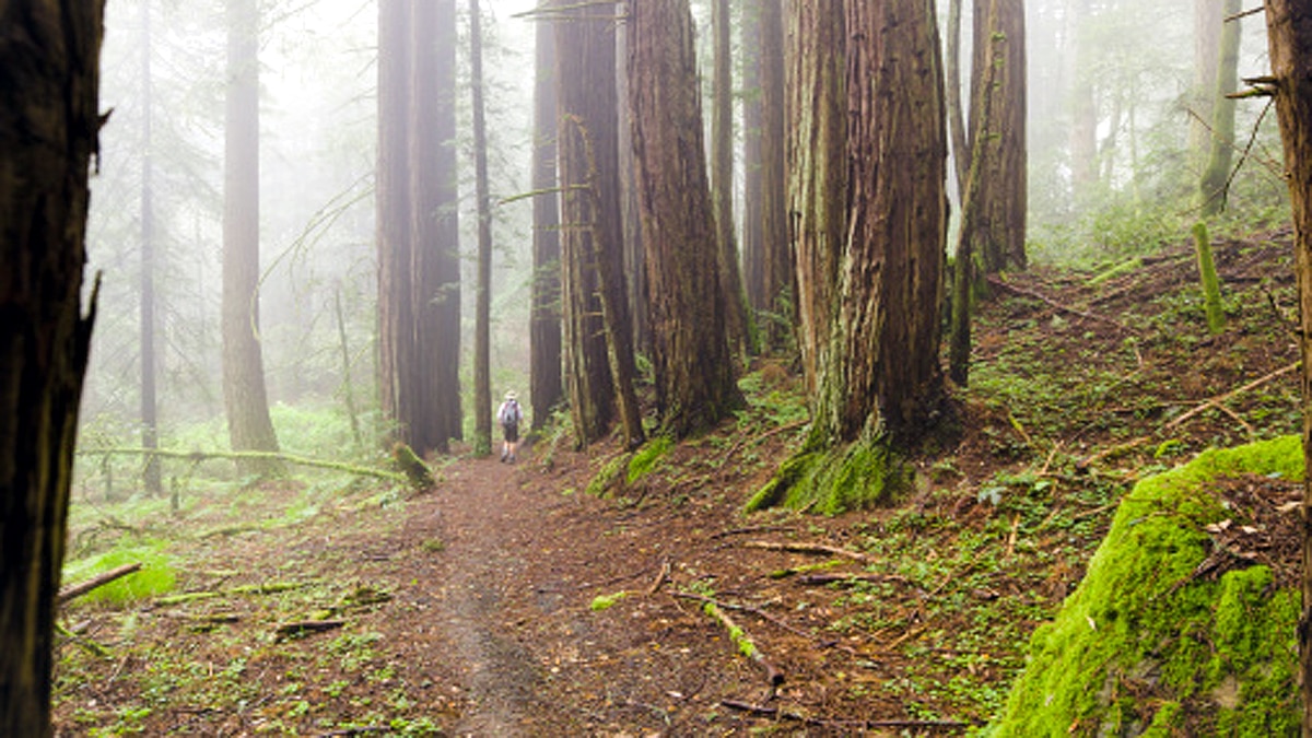 Dark Watchers California mystery unsolved