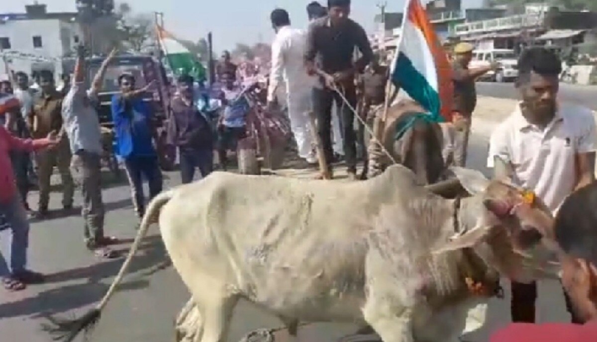 बैलगाड़ी से पहुंचे कांग्रेस नेता बैल ने मारा किक