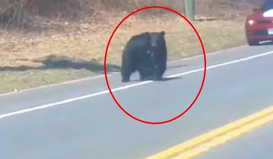 भालू का बच्चा