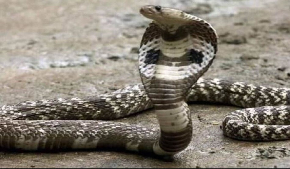 ड्रायर में छुपा बैठा था सांप