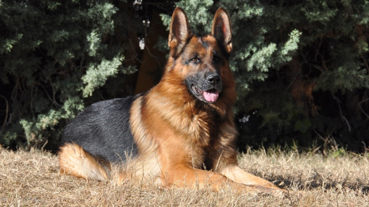 कुत्ते का भौंकना