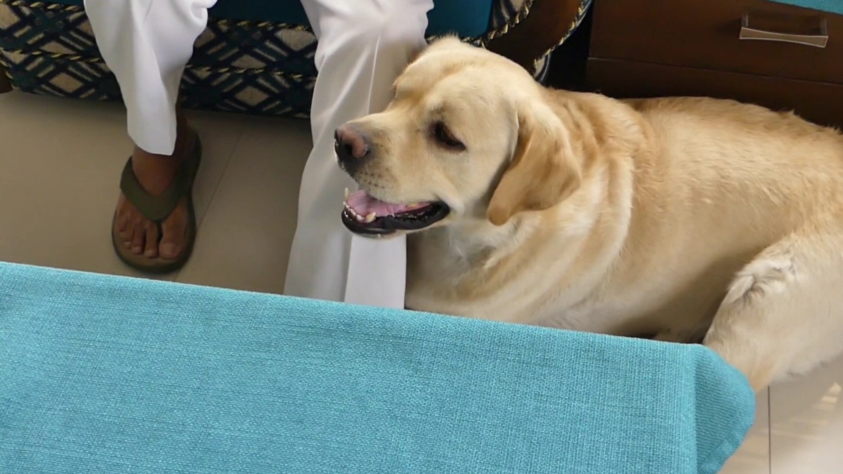 कुत्तों की नसंबदी पर खर्च हुए 17 करोड़