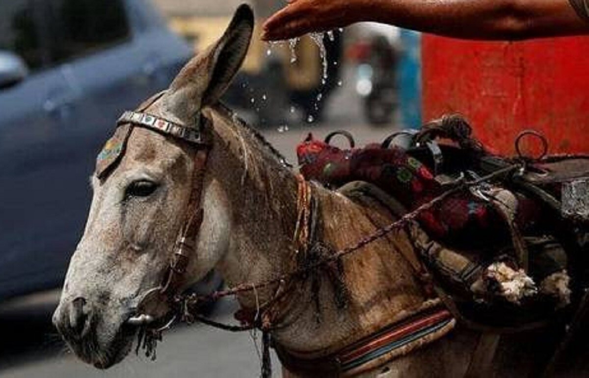 होली पर दामाद जी की गधे की सवारी