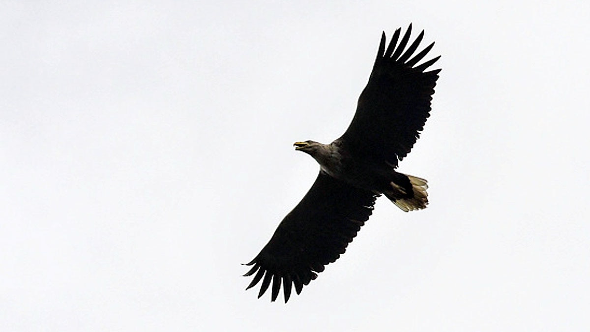 Eagle Drone Bollywood Movie Uri China 