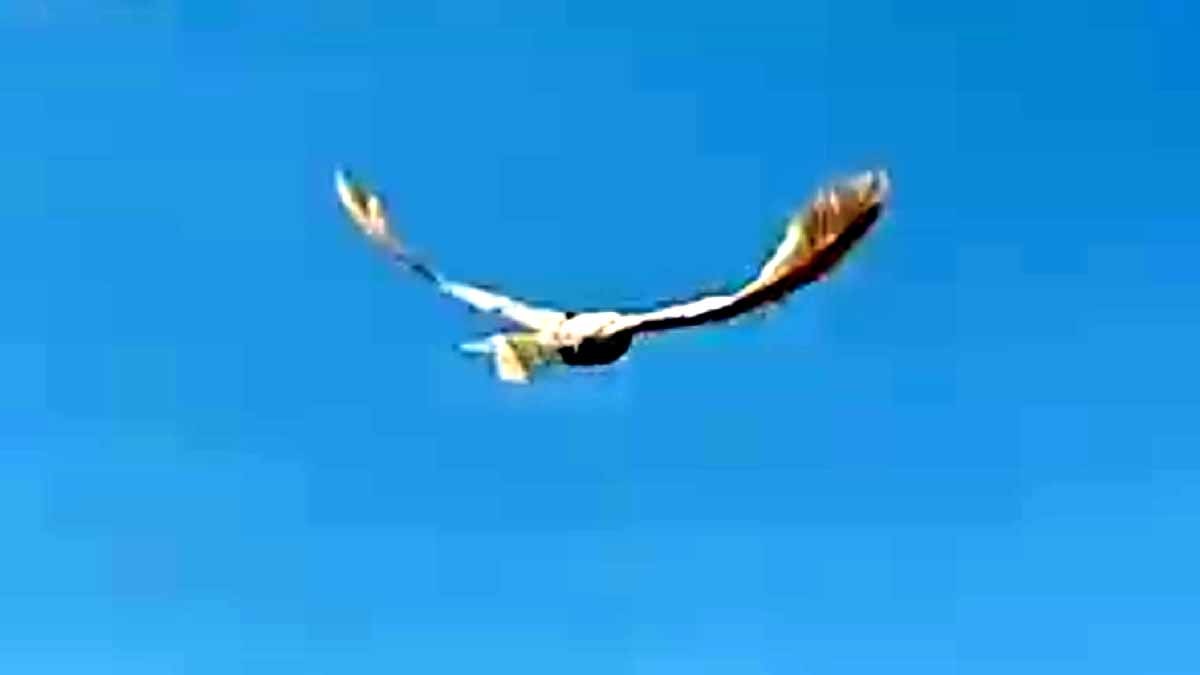 Eagle Drone Bollywood Movie Uri China 