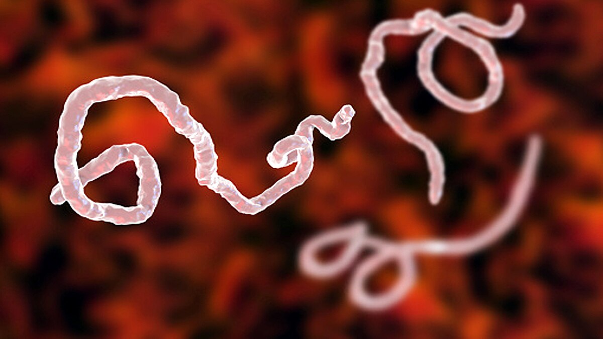 Ebola Lingered in Survivor for 5 years 