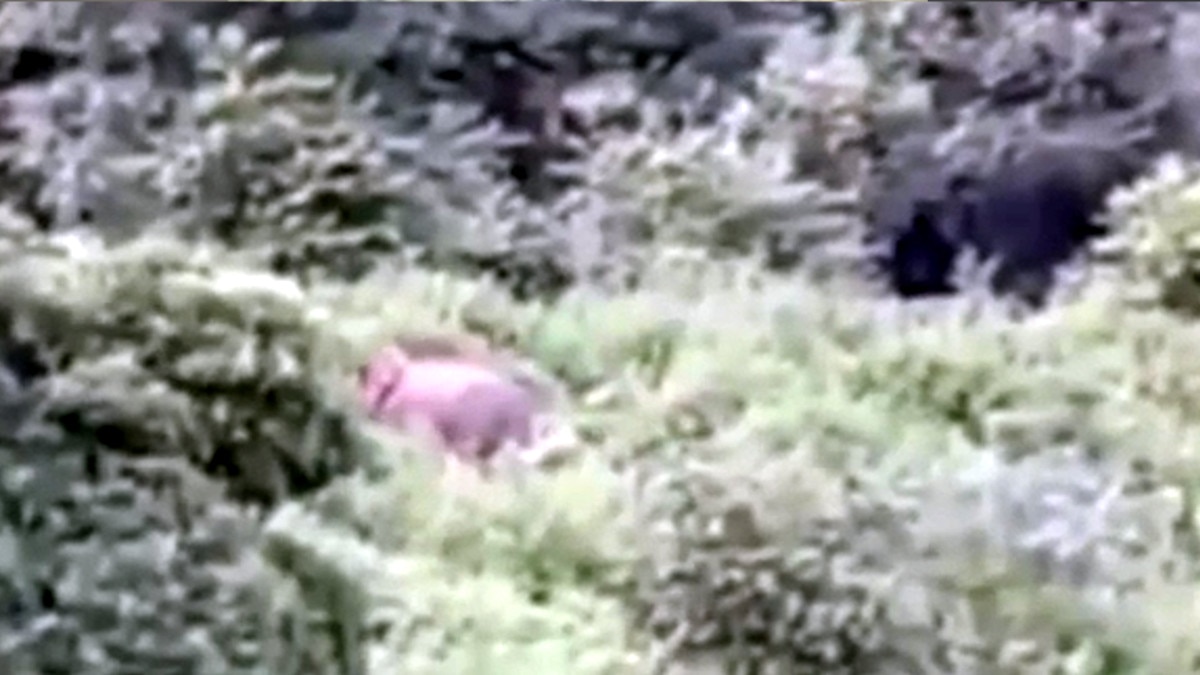 नीलकंठ जा रहे श्रद्धालुओं को हाथी ने पटक-पटक कर मार डाला, यात्रियों ने भाग कर बचाई अपनी जान