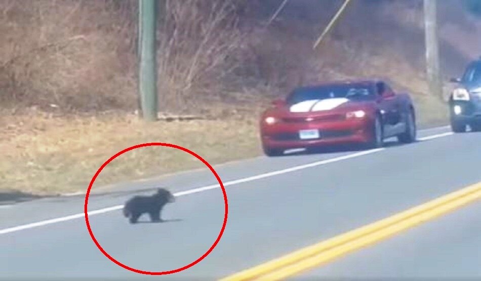 भालू का बच्चा