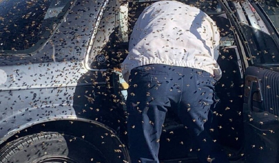 15000 मधुमक्खी