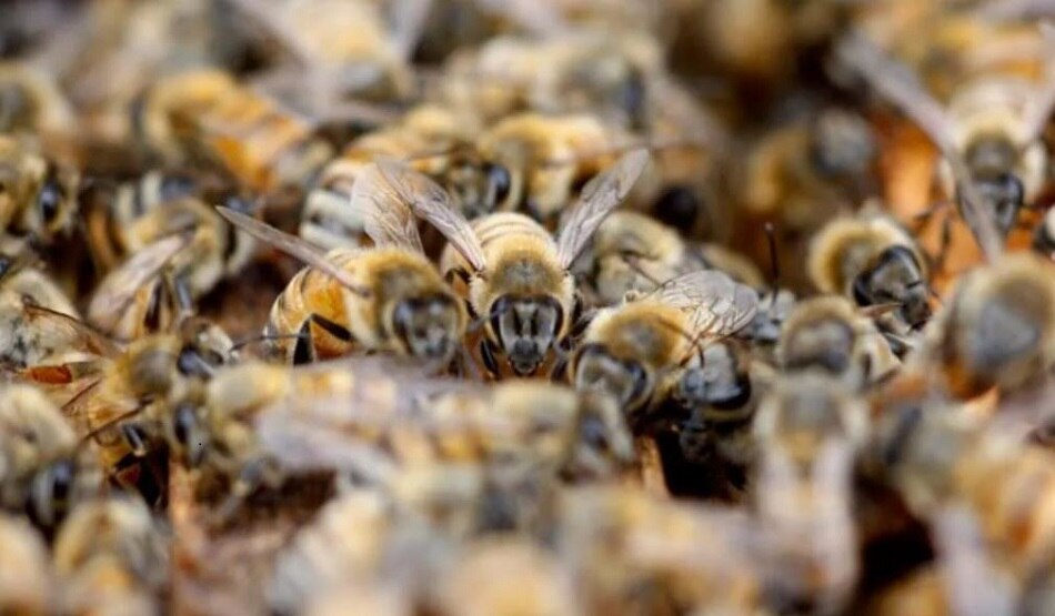 15000 मधुमक्खी