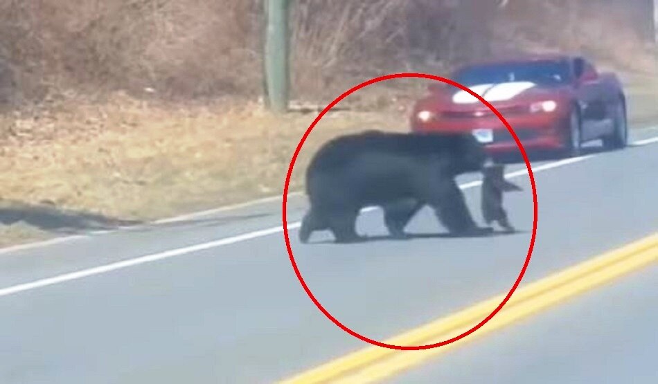 भालू का बच्चा